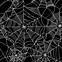 Image result for Spider Web Texture