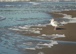 Image result for White Seasgulls