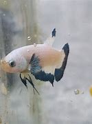 Image result for Blue Rim Betta Fish