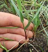 Image result for Sweetgrass Plant Care