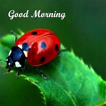 Image result for Good Morning Ladybug