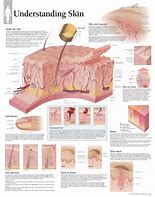 Image result for Skin Scope Chart