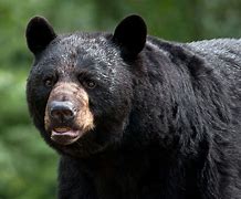 Image result for America Bear