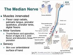 Image result for Pin Nerve Function