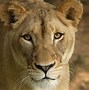 Image result for Cute Male Lion