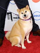 Image result for Captain Doge