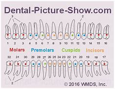 Image result for Molar Tooth Roots