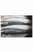 Image result for Frozen Mackerel Bait