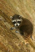 Image result for Baby Raccoon Dog