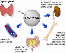 Image result for Calcitonin Feedback Loop