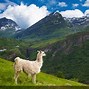 Image result for Lama Animal Baby