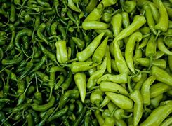 Image result for Organic Chilli Farming