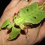 Image result for Leaf Insect Species