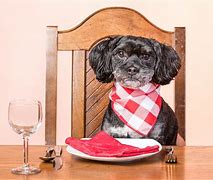 Image result for Dog Eating Dinner