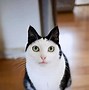 Image result for Big Cat Markings