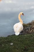 Image result for Swan Lake Nature Centre