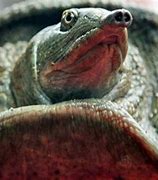 Image result for Trionychid Turtle