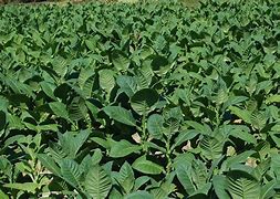 Image result for Cuba Tobacco