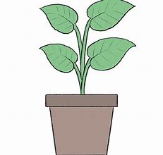 Image result for Plant Drawing