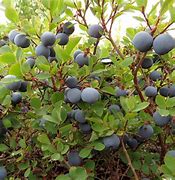 Image result for Wild Blueberry Plant Identification