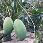 Image result for Mangga Mana Lagi Situbondo