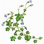 Image result for Eudicot Flower