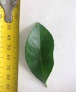 Image result for bush lemon tree fruit