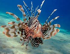 Image result for Saltwater Lionfish