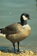 Image result for Aleutian Canada Goose