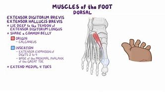 Image result for Dorsum Foot Anatomy