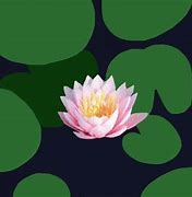 Image result for Pretty Lotus GIF