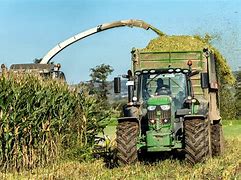 Image result for Corn Harvest Pictures