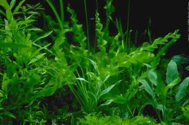 Image result for Bog Plants