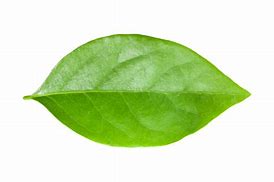 Image result for Senna Leaf PNG