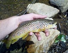 Image result for PA Brown Trout