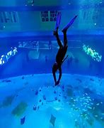 Image result for Aquarium Salon