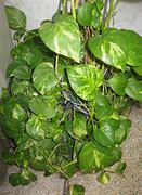 Image result for Money Plant Succulent