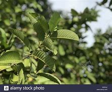 Image result for Guava Tree Leaves