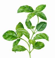 Image result for Plant Drawing