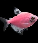 Image result for Pink Fish with Whiskers