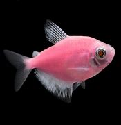 Image result for Pink Saltwater Fish