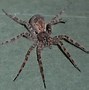 Image result for Wolf Spider Ohio