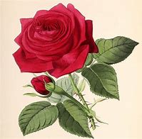 Image result for Drawn Roses Images