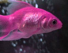 Image result for Pink Fish with Whiskers