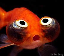 Image result for Fish with Migrating Eye