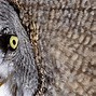 Image result for Owl Eyes Images