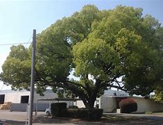 Image result for Camphor