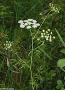 Image result for hemlock identification