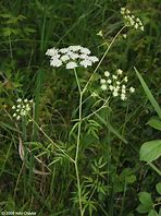 Image result for Water Hemlock Pollen