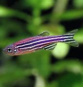 Image result for Zebra and Zebra with Tail of Fish